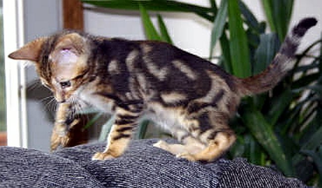 Trim 4_8_1 2004-09-14